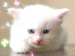 Pey