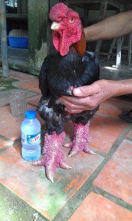 sangbte