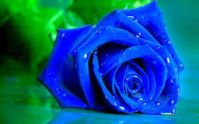 blue_rose