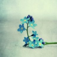 Forget-me-not