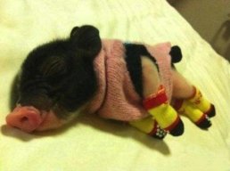 pig2