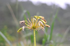 quangnha0101