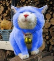 Mèo Doreamon Ú