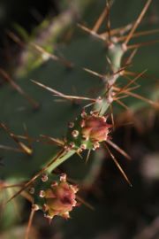 blendphoto