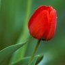 mygarden2611