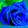 blue_rose