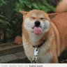 hoangtdvn