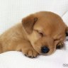 Winnie Q