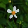 Biodens Pilosa