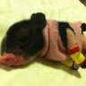 pig2
