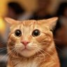 nekosama288