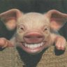 piggy