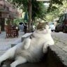 duongsonbn