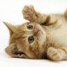 Little Cat