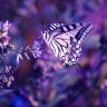 Butterfly_Die