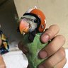 robbiebao