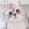 MinMinJinJin