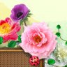 Rosa Q