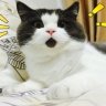 _MeoHoang_