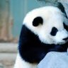 Shiroemon Love Panda
