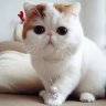 ChubbyMeo