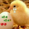 Kniss_9x