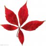Kikyou_412