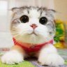 chuongmmo