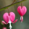 huyhoang99