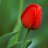 mygarden2611