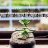 nguyenlinh123