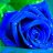 blue_rose