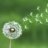 Tanpopo