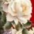 Hien_22