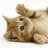 Little Cat