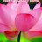 hoainhi28