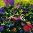 Kenzo Flower